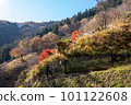 Okutama秋葉 101122608