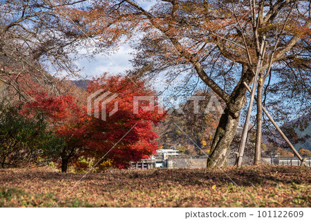 Autumn leaves of Okutama Autumn leaves of Okutama 101122609