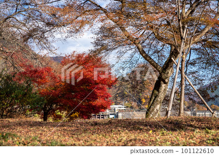 Autumn leaves of Okutama Autumn leaves of Okutama 101122610