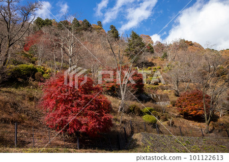 Autumn leaves of Okutama Autumn leaves of Okutama 101122613