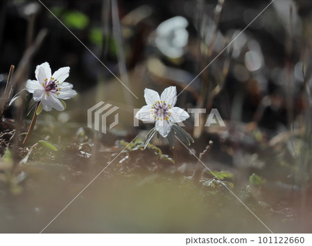 Setsubun grass heralds spring 101122660