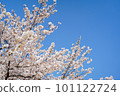 盛開的櫻花在藍天中閃耀 101122724