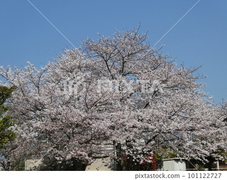 Japanese cherry in full bloom 101122727