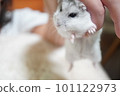 hamster being pinched hamster being pinched 101122973