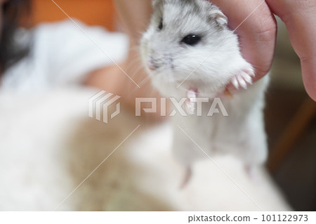 hamster being pinched hamster being pinched 101122973
