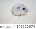 Djungarian hamster facing sideways on a pure white carpet Djungarian hamster facing sideways on a pure white carpet 101122974