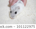 Djungarian hamster whose lower body is caught by human hands Djungarian hamster whose lower body is caught by human hands 101122975