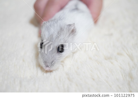Djungarian hamster whose lower body is caught by human hands Djungarian hamster whose lower body is caught by human hands 101122975