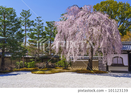 Weeping cherry blossoms in full bloom at Kodaiji Temple (Higashiyama Ward, Kyoto City) 101123139