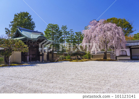 高台寺(京都市東山區)盛開的垂枝櫻花 高台寺(京都市東山區)盛開的垂枝櫻花 101123141