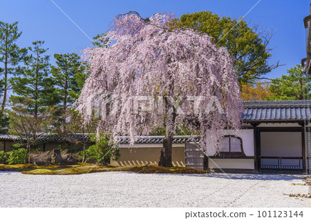 Weeping cherry blossoms in full bloom at Kodaiji Temple (Higashiyama Ward, Kyoto City) 101123144