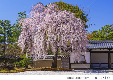 Weeping cherry blossoms in full bloom at Kodaiji Temple (Higashiyama Ward, Kyoto City) Weeping cherry blossoms in full bloom at Kodaiji Temple (Higashiyama Ward, Kyoto City) 101123152