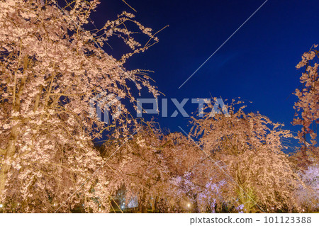 The beauty of Japan: the scenery of cherry blossoms at night The beauty of Japan: the scenery of cherry blossoms at night 101123388