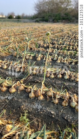 在台灣，在春日的陽光下，在葡萄園裡 101123518