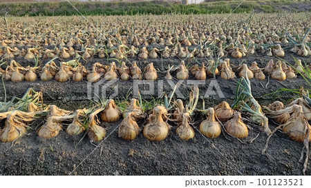 在台灣,春天的夕陽下 在台灣,春天的夕陽下 101123521