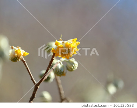 金銀花開始開花 101123588