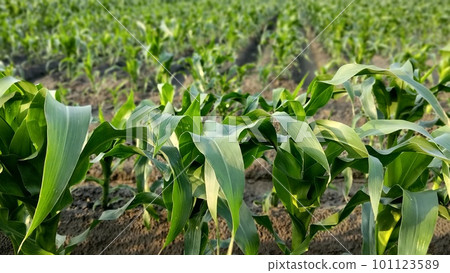 台灣農村，春稻田 101123589