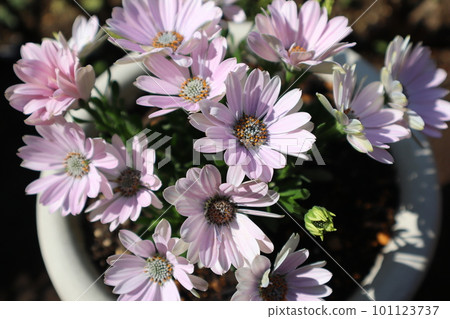 nice flowers of osteospermum nice flowers of osteospermum 101123737