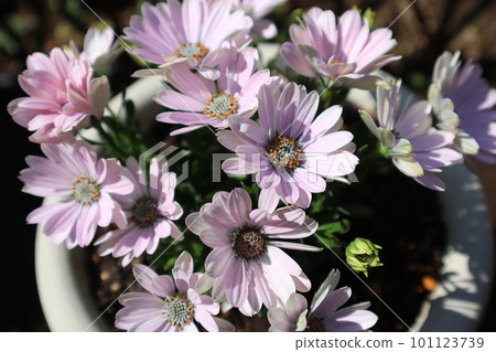 osteospermum 漂亮的花 101123739