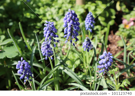 花壇中的藍色穆斯卡里花 花壇中的藍色穆斯卡里花 101123740