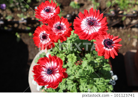 紅海葵波爾圖雙花 紅海葵波爾圖雙花 101123741