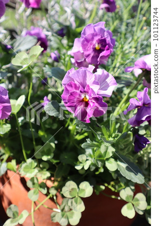 Group planting of cielbrier pansy and clover Group planting of cielbrier pansy and clover 101123744