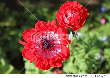 red anemone porto double flower red anemone porto double flower 101123745