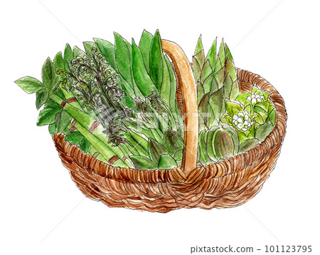 春天野菜在籃子裡的手繪水彩插圖 101123795