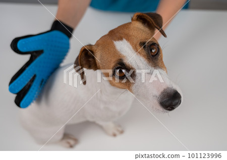 Veterinarian combing a Jack Russell Terrier dog with a special glove. Veterinarian combing a Jack Russell Terrier dog with a special glove. 101123996