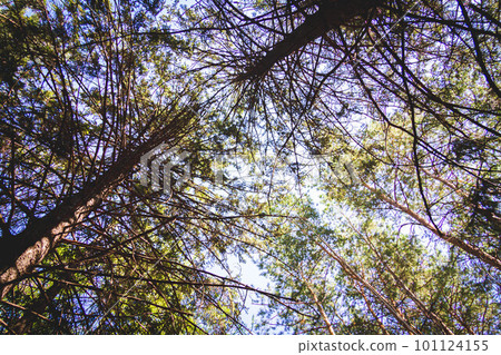 Glimpses of sun through dense forest. Pine forest in sun's rays. 101124155