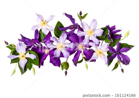 Summer floral composition. Creative layout made with beautiful purple flowers cut out Summer floral composition. Creative layout made with beautiful purple flowers cut out 101124166