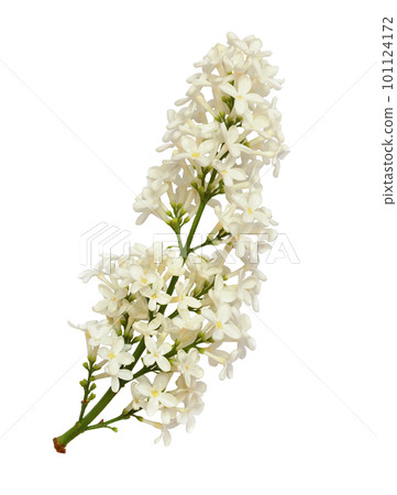 Lilac flowers isolated 101124172