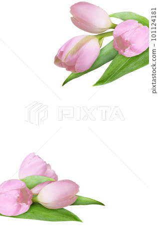 Set of pink tulip flowers and green leaves in a corner arrangements isolated on white 101124181
