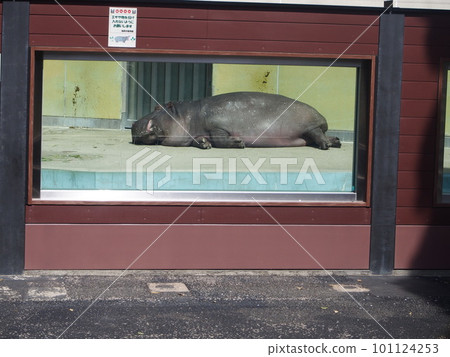 sleeping hippo sleeping hippo 101124253