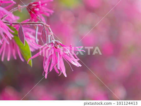 春天盛開的紅花金縷梅 春天盛開的紅花金縷梅 101124413
