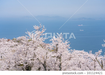 從櫻花盛開的守德山望去的春景 101124421