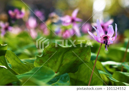 狗牙紫羅蘭花盛開 狗牙紫羅蘭花盛開 101124552