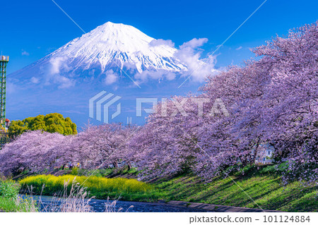 [春天的絕景]靜岡縣富士市十二仁川的櫻花和龍眼淵[靜岡縣] 101124884