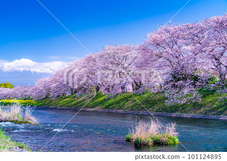 [春天的絕景]靜岡縣富士市十二仁川的櫻花和龍眼淵[靜岡縣] 101124895