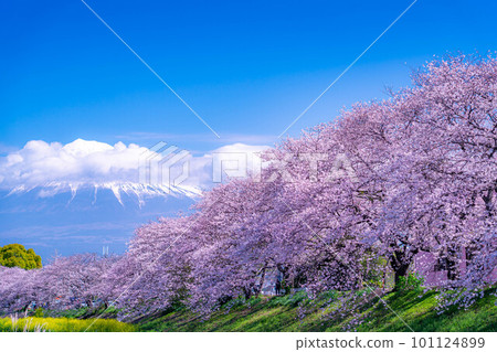 [春天的絕景]靜岡縣富士市十二仁川的櫻花和龍眼淵[靜岡縣] 101124899