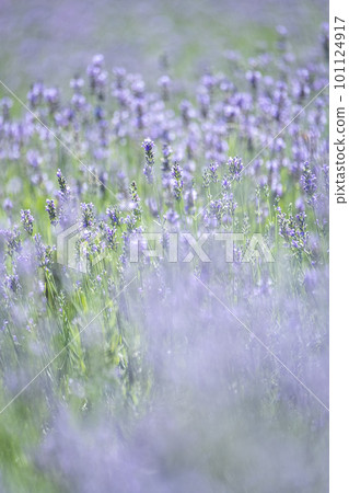 薰衣草花 Hiruzen Kogen 101124917