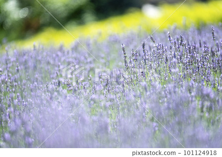 薰衣草花 Hiruzen Kogen 101124918