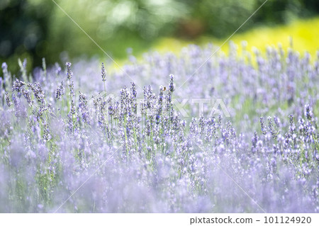 Lavender flowers Hiruzen Kogen 101124920