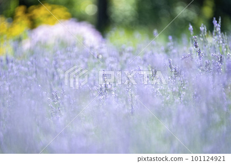 薰衣草花 Hiruzen Kogen 101124921