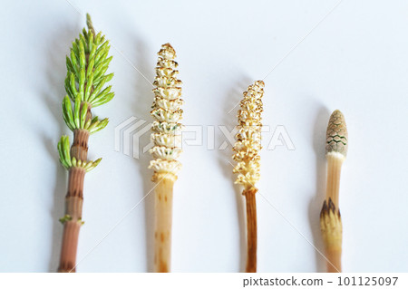 馬尾 (Equisetum arvense) 孢子莖的變化(春季、三月) 馬尾 (Equisetum arvense) 孢子莖的變化(春季、三月) 101125097