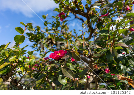 Karutaji Karutaji 101125342