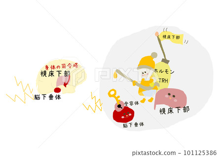 從下丘腦到垂體的荷爾蒙的可愛插圖 101125386