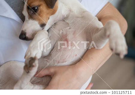 Veterinarian holding a jack russell terrier dog with dermatitis.  101125711