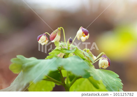 Azuma shirokane grass that blooms like a bell in early spring 101125782