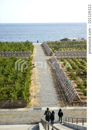 Pine trees of Takada Matsubara Pine trees of Takada Matsubara 101126321